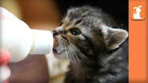 You will get to see intimately how a mom cat cares for her kittens, and the stages of development in their relationship. Dear Foster Mom Kittens Thank You For Your Love Youtube