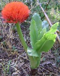 Image result for Scadoxus puniceus
