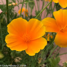 Image result for Eschscholzia