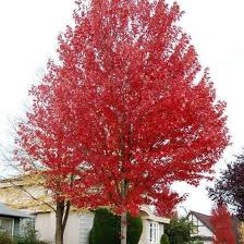 Autumn Blaze Maple Tree Green Thumbs Garden