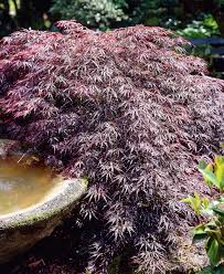 Check spelling or type a new query. Tamukeyama Japanese Maple Acer Palmatum Dissectum Courville Nurseries