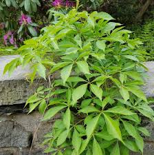 Image result for Parthenocissus quinquefolia