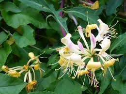 Native honeysuckle vines, such as coral honeysuckle (lonicera sempervirens), which grows in usda zones 4 through 9, won't take over your yard. Growing Climbing Honeysuckle Vines In Your Garden