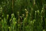 Image result for Schistostephium crataegifolium