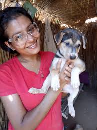 Any as this Dogs Sheep Dogs and Dhangari Dogs I need this dog. This is  Indian Dog Breed. Not hapsu