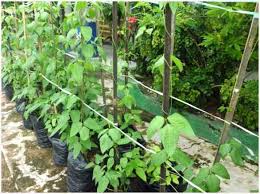 Tanpa memerlukan perawatan khusus, tanaman ini dapat tumbuh subur dan cepat berbuah, tanaman ini juga sangat tahan terhadap cuaca ekstrem. Tips Sederhana Budidaya Kacang Panjang Didalam Polybag Yang Menguntungkan 6 Kumpulan Materi Soal Dan Jawaban Belajar Online