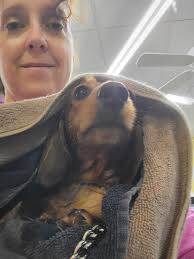 Hot Dogs Pet Salon, LLC