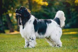Newfoundland Dog Breed Information