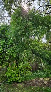 Image result for Prunus serotina