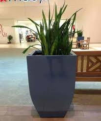 We did not find results for: Sansevieria Care Guide Viper S Bowstring Hemp Snake Plant