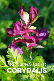 Corydalis Planter Cultiver Et Entretenir Fleurs Vivaces Jardin D Eau Jardinage