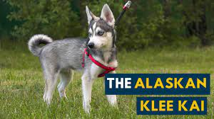 Alaskan klee kai are a breed that were created in the 1970s. The Alaskan Klee Kai A Smaller Husky Youtube