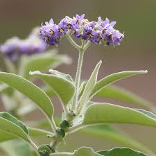 Image result for Solanum mauritianum
