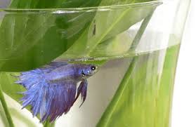 Its plant filter will eat all of the grime that the fish leaves in the tank. How To Clean A Betta Fish Tank Betta Fish Home Guide