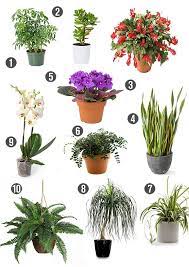 The toxicity of various plants and flowers can range from mild to severe, depending on the poisonous component of the plant. 16 Pet Friendly Plants Ideas Plants Cat Safe Plants Common House Plants