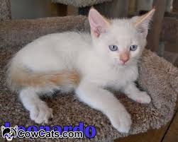 Flame point ragdolls kittens can cost upwards of 1,000 dollars as of june 2014. Personality Of Flame Point Siamese Cats Google Search Catsbreedsabyssinian Siamese Cats Siamese Kittens Cats