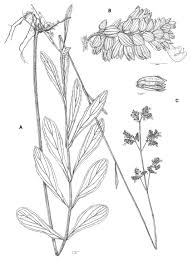 Image result for Coleus esculentus