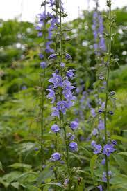Campanula Americana Tall Bellflower Blue And Purple Flowers Wild Flowers Campanula