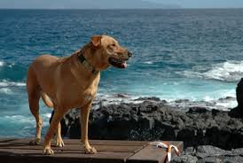 Nördliche ostseeküste (deutschland) | ab € 125,00. Gunstige Nordsee Ferienhauser Mit Hund Eingezauntes Grundstuck Mit Sauna Oder Pool