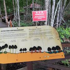 Perjalanan ke hutan simpan paya bakau matang dengan menempah penerbangan dan hotel anda di expedia untuk menikmati penjimatan yang hebat. Hutan Paya Larut Matang Kuala Sepetang Perak