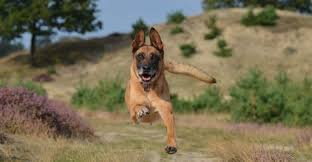 كلاب مالينو الراعى البلجيكى معلومات عن الكلاب البلجيكى بالصور والفيديو malinois belgian malinois dog zoomies belgian dog