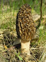 Herbs, root vegitables, berries, legumes, fungus (mushrooms) and anything else that you can grow in your yard that has food value. Morchella Wikipedia
