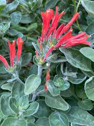 Image result for Dicliptera transvaalensis