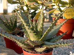 Image result for Aloe bicomitum