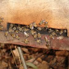This results in a drop in temperature, which in turn results in the bees dying. How To Prevent Bees From Absconding Or Leaving Your Hive Dengarden