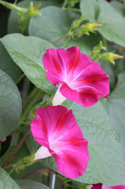 Pin By Bado Bado On Fleurs Amazing Flowers Morning Glory Flowers Flower Wallpaper