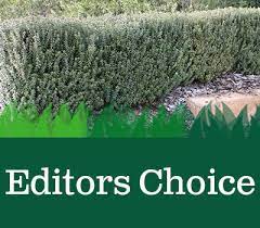 Best hedging plants you can use for your garden. Small Hedging Plants