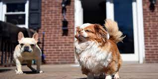 Quickly find the best offers for free puppies for adoption on the star classifieds. Coronavirus Foster And Adopt Pets Through Nj Animal Shelters