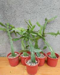 Image result for Euphorbia bougheyi