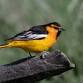 Lafayette Birds! First Sunday Bird Watching — Boulder County Audubon