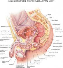 The function of the pelvic floor is to help assist with child birth, prevent incontinence and support organs within the pelvis. Pelvic Floor Anatomy Male Anatomy Drawing Diagram
