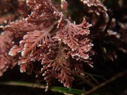 Image result for Microcoelia corallina