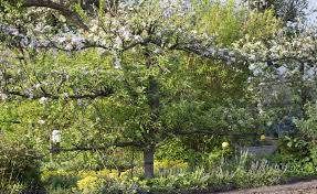 Spalierobst Richtig Schneiden Gartenspaliere Spalier Garten Pflanzen