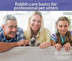Nyc little animal pet sitter/boarding. Rabbit Care For Pet Sitters Tips For Rabbit Sitting