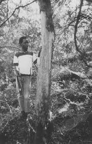 Image result for Oldfieldia dactylophylla