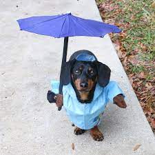 Dog Rain Jacket Costume With Umbrella Clever Dog Dachshund Breed Long Haired Dachshund