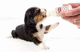 Hier erfährst du, warum ein welpe beißt, was beißhemmung bedeutet und wie du welpen das beißen abgewöhnen kannst. Welpenaufzucht Mit Welpenmilch Beaphar