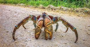 Coconut crab claws are substantially stronger than human hands, which have an average grip strength of about 300 newtons. These Giant Crabs Can Grow To Be Three Feet Long First We Feast