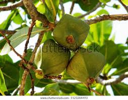 Image result for Barringtonia asiatica