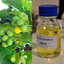 Image result for Jatropha curcas