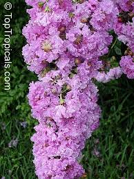 Image result for Lagerstroemia speciosa