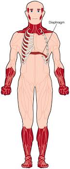 Weakness And Wasting Shrinking Of Voluntary Muscles In The Face Neck And Lower Arms A Myotonic Dystrophy Muscular Dystrophies Muscular Dystrophy Association