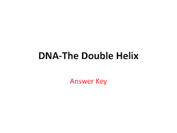 Maurice was concerned about the interest of linus pauling's in the structure of dna. Dna The Double Helix