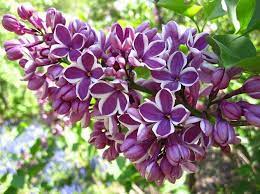 Sensation Lilac Purple Flowers With White Edge Lilac Plant Syringa Vulgaris Lilac