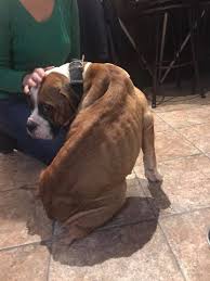 For lpn jobs in the waterbury, ct area: Dog Dumped In Waterbury Donations For Care Sought By Brass City Rescue Alliance