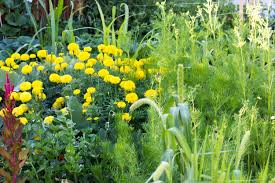 We did not find results for: Nitty Gritty Top 5 Flowers To Grow In Your Vegetable Garden Sierra Flower Farm